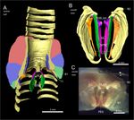 The hummingbird syrinx morphome: a detailed three-dimensional description of the black jacobin's vocal organ