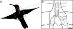 The hummingbird syrinx morphome: a detailed three-dimensional description of the black jacobin's vocal organ