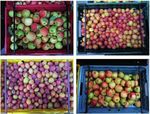 Examining the potential for harvesting and making more use of the fruit from traditional orchards - A study carried out for the Three Counties ...