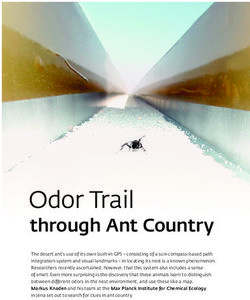 Odor Trail through Ant Country