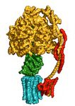 Honours and Masters 2019 - Department of Biochemistry and Molecular Biology Faculty of Medicine, Dentistry and Health Sciences - School of ...