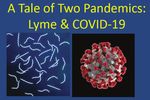 A tale of two pandemics: exploring the links between Lyme and COVID