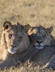 Experience the heart of Botswana's Okavango Delta - Great ...