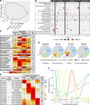 A transcriptomic atlas of Aedes aegypti reveals detailed functional organization of major body parts and gut regional specializations in sugar...