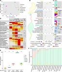 A transcriptomic atlas of Aedes aegypti reveals detailed functional organization of major body parts and gut regional specializations in sugar...