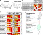 A transcriptomic atlas of Aedes aegypti reveals detailed functional organization of major body parts and gut regional specializations in sugar...