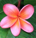 Frangipani anyone? - Magic Mixes cast a spell on the garden