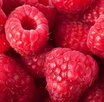 Raspberry NECTA - CEC EDITORE