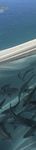 SALMON BIOSECURITY STANDARDS - New Zealand ...