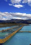 SALMON BIOSECURITY STANDARDS - New Zealand ...