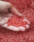 SALMON BIOSECURITY STANDARDS - New Zealand ...