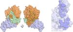 A CROSS-REACTIVE HUMAN IGA MONOCLONAL ANTIBODY BLOCKS SARS-COV-2 SPIKE-ACE2 INTERACTION - NATURE
