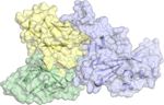 A CROSS-REACTIVE HUMAN IGA MONOCLONAL ANTIBODY BLOCKS SARS-COV-2 SPIKE-ACE2 INTERACTION - NATURE