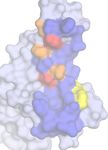 A CROSS-REACTIVE HUMAN IGA MONOCLONAL ANTIBODY BLOCKS SARS-COV-2 SPIKE-ACE2 INTERACTION - NATURE