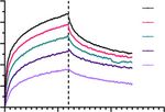 A CROSS-REACTIVE HUMAN IGA MONOCLONAL ANTIBODY BLOCKS SARS-COV-2 SPIKE-ACE2 INTERACTION - NATURE