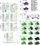 Heterogeneous Expression of Nuclear Encoded Mitochondrial Genes Distinguishes Inhibitory and Excitatory Neurons