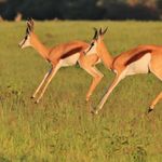 INVESTOR DAY 2018 May 11, 2018 - Cooper Tire Investors