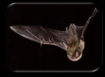 I've Found a Bat! What Should I Do? - Wisconsin Humane ...