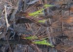 Preparing Australia for future extreme bushfire events - Delivering science and technology to reduce the impact of fire on Australia's people ...