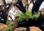 Preparing Australia for future extreme bushfire events - Delivering science and technology to reduce the impact of fire on Australia's people ...