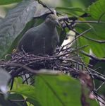 Fiji Terrestrial Report 2019 - Operation Wallacea