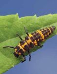Getting Started with Insect Identification