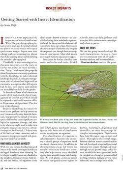Getting Started with Insect Identification