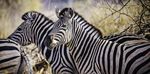 HOLIDAYS IN NAMIBIA The perfect safari experience - KAMBAKU WILDLIFE RESERVE