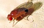 Indoor Flies and Their Control - Texas A&M University