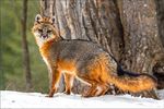 Animal Models of Montana - A Photo Expedition - A ...
