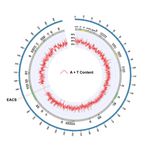 Autonomous replication sequences from the Amaranthus palmeri eccDNA replicon enable replication in yeast