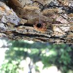 Wilder-Highlands Mountain Pine Beetle Response Project Frequently Asked Questions - National Forest Foundation
