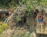 Birding the Manu Biosphere Reserve, Peru - Neotropical Bird ...