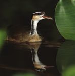 Birding the Manu Biosphere Reserve, Peru - Neotropical Bird ...