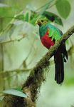 Birding the Manu Biosphere Reserve, Peru - Neotropical Bird ...