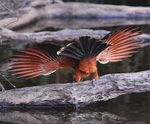 Birding the Manu Biosphere Reserve, Peru - Neotropical Bird ...