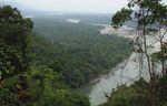 Birding the Manu Biosphere Reserve, Peru - Neotropical Bird ...