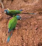 Birding the Manu Biosphere Reserve, Peru - Neotropical Bird ...