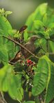 Birding the Manu Biosphere Reserve, Peru - Neotropical Bird ...
