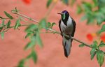 Birding the Manu Biosphere Reserve, Peru - Neotropical Bird ...