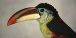 Birding the Manu Biosphere Reserve, Peru - Neotropical Bird ...