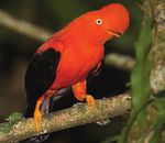 Birding the Manu Biosphere Reserve, Peru - Neotropical Bird ...