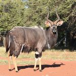 TIMED AUCTION STARTS 08:00 ON THURSDAY 10 JUNE 2021 CLOSE 17:00 ON SATURDAY 12 JUNE 2021