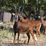 TIMED AUCTION STARTS 08:00 ON THURSDAY 10 JUNE 2021 CLOSE 17:00 ON SATURDAY 12 JUNE 2021