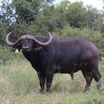 TIMED AUCTION STARTS 08:00 ON THURSDAY 10 JUNE 2021 CLOSE 17:00 ON SATURDAY 12 JUNE 2021