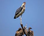 THE SPECTACLE AT THE RIVER - The Great Wildebeest Migration in Focus - Diners Club