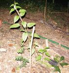 MOGGILL CREEK CATCHMENT GROUP