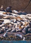 Pristine tasmania VOYAGES TO THE EDGE OF THE WORLD - 2020 VOYAGES - Coral Expeditions