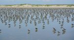 The 2018 Call for Action for the Wadden Sea - BUND Niedersachsen