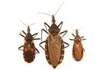 GREAT DANEUpdate - CHAGAS DISEASE Kissing Bug Parasite Found in Great Dane Puppies - Purina Pro Club